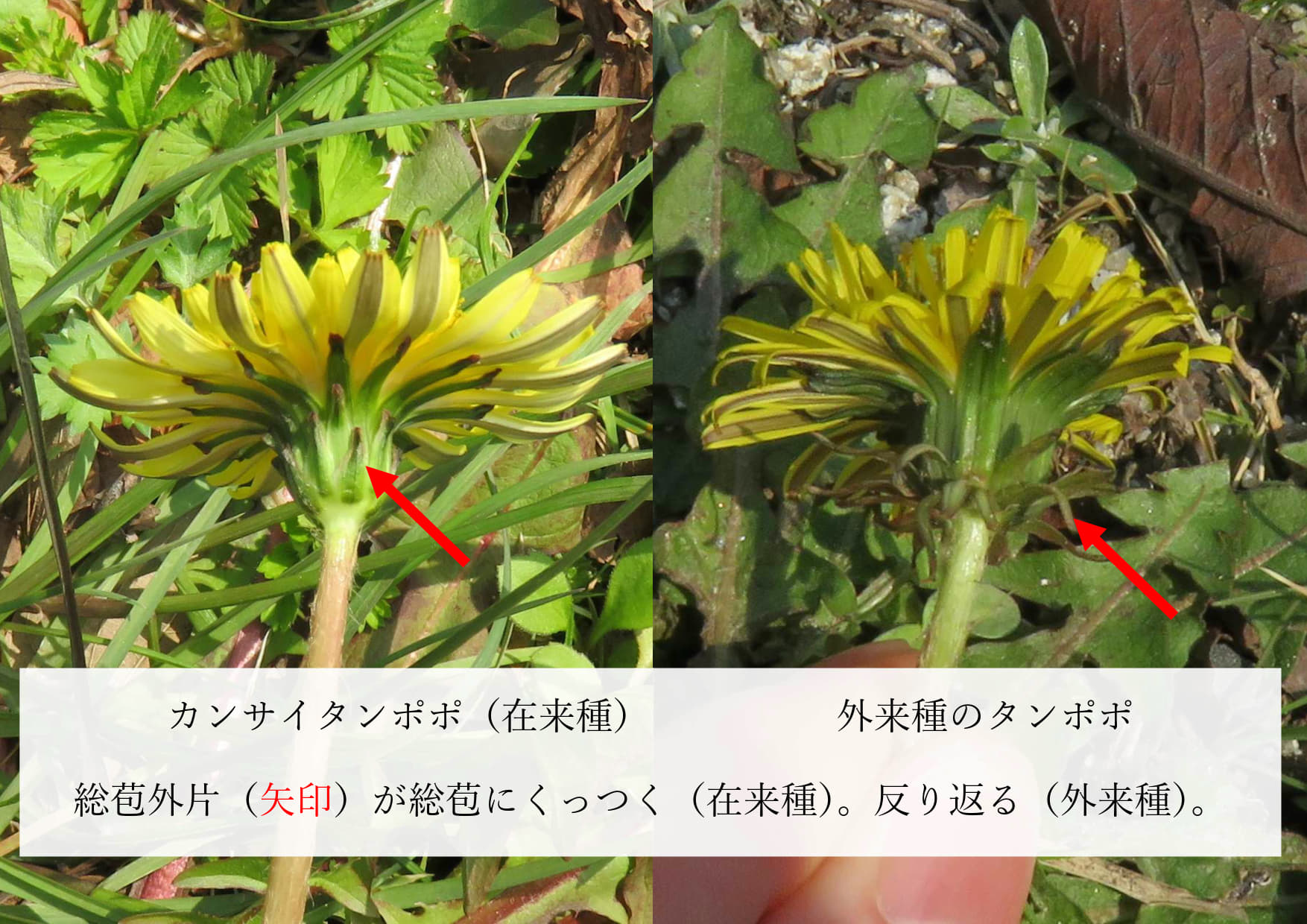 カンサイタンポポ、外来種の区別